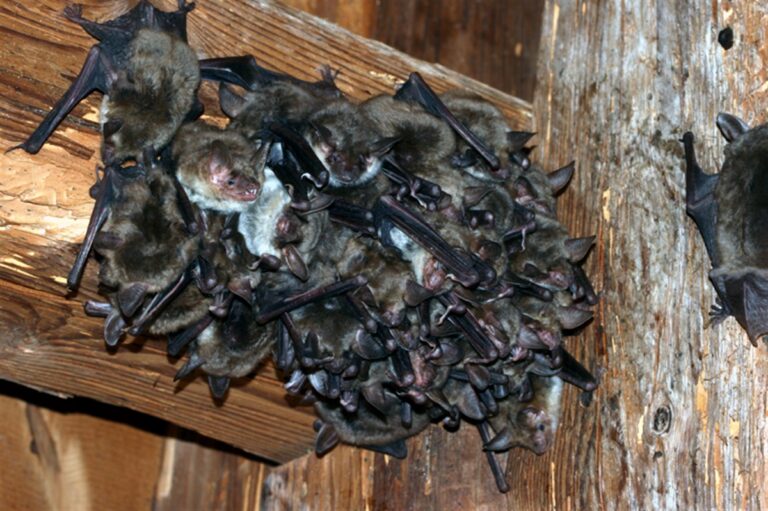 Des chauves-souris ....-1 Des chauves-souris ....