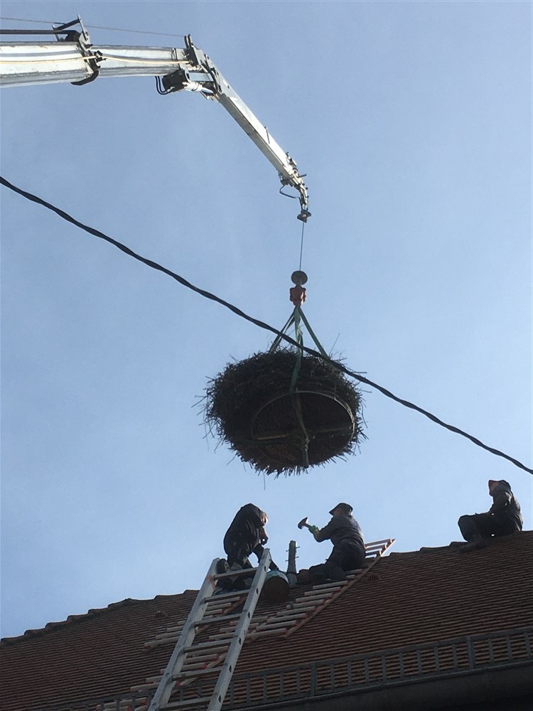 Ecrêtement du nid de cigognes-1 Ecrêtement du nid de cigognes