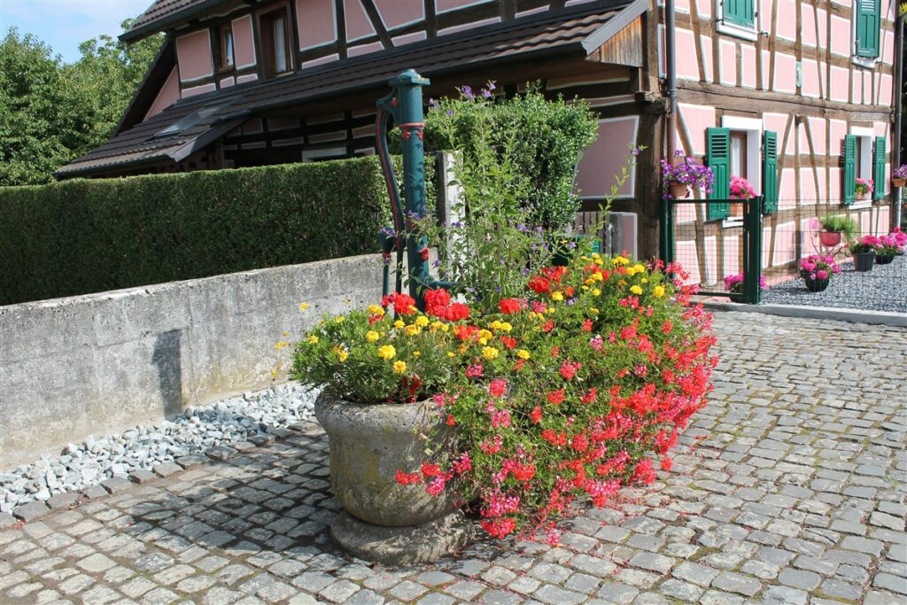 Les fleurs d'été