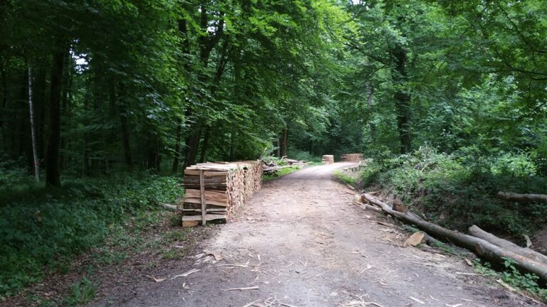 Vente de bois-1 Vente de bois