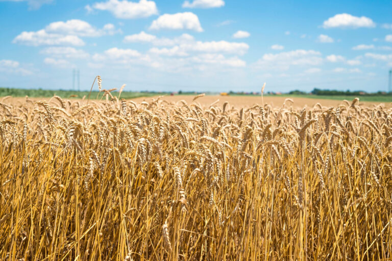 Agriculture